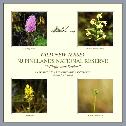 Wildflower Notecard Insert.jpg