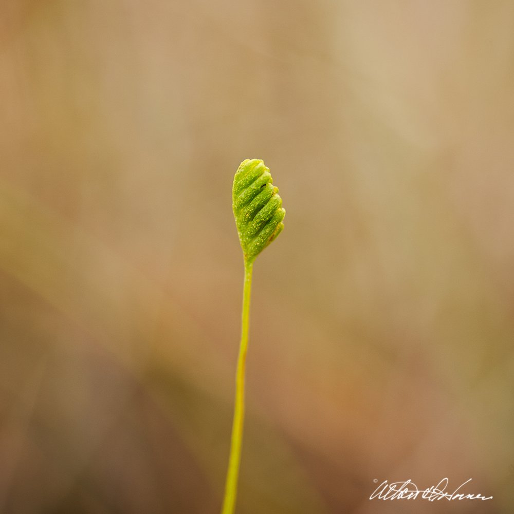 Curly-Grass-Fern - wildflower series - pineland imagery.jpg