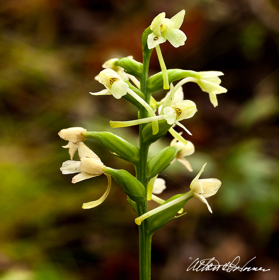 Green-Wood-Orchid- wildflower series - pineland imagery.jpg