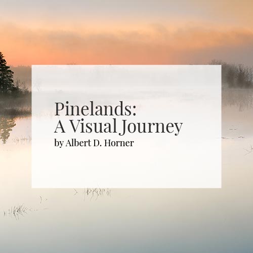 Pinelands---a-visual-journey---Pinelands-Imagery---By-Albert-D-Horner.jpg