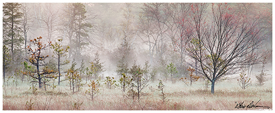 Friendship Mist - Photographic Image