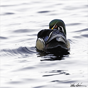 Wood Duck Studies