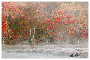 New Landscapes and Flora