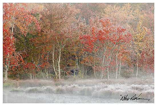 Mullica Maples - Photographic Image