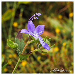 Wild Flowers Up Close