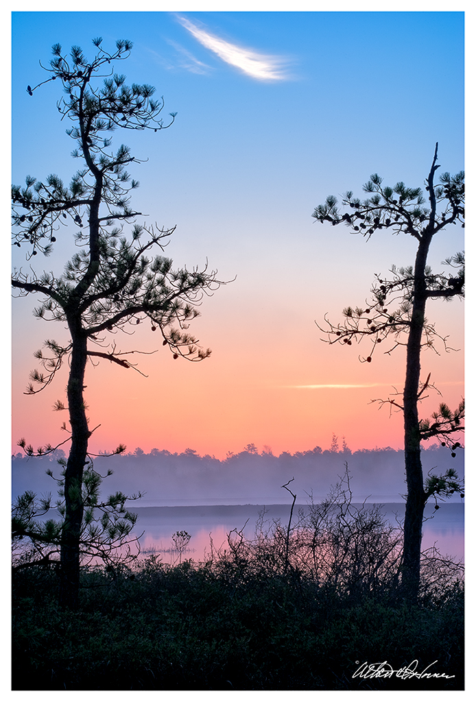 View Pinelands Gallery 1 &rarr;