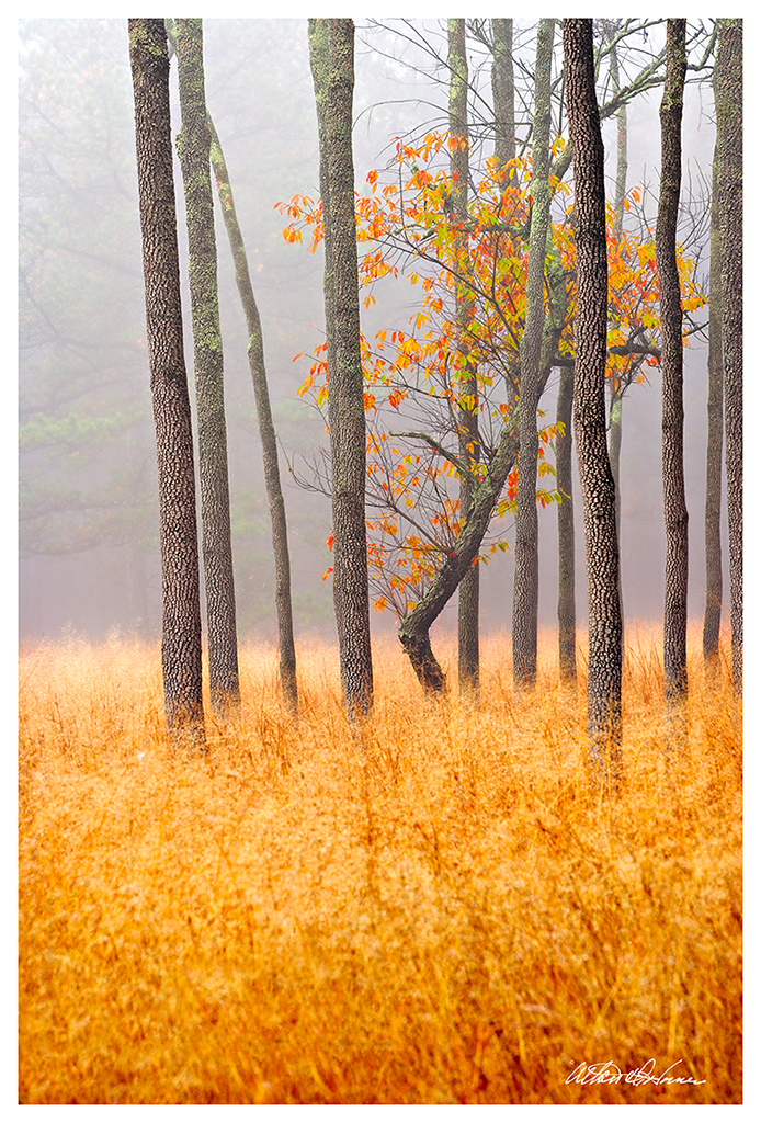 View Pinelands Gallery 2 &rarr;