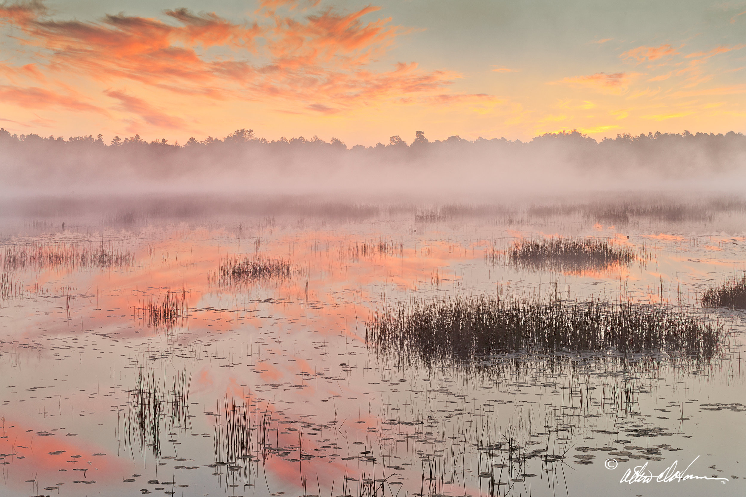 View Pinelands Gallery 3 &rarr;